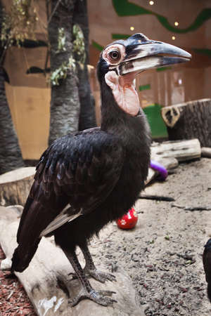 The Southern ground hornbill is a big smart bird with a long beak looking attentively.の写真素材