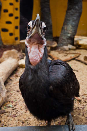 The Southern ground hornbill is a big smart bird with a long beak looking attentively.の写真素材