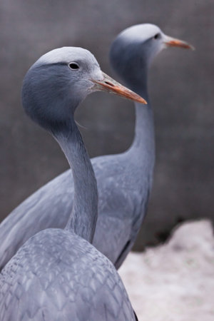 Blue crane graceful bird close up, thin long neck, beautiful head on a blurred background the second...