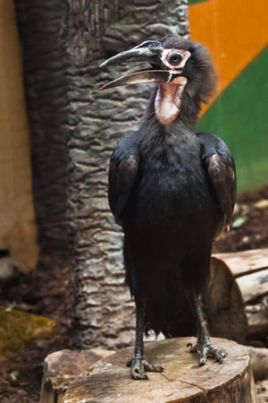 The Southern ground hornbill is a big smart bird with a long beak looking attentively.