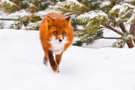 Lovely red-haired beauty fox is coming to you. Beautiful red fluffy fox in the snow during a snowfall.の写真素材