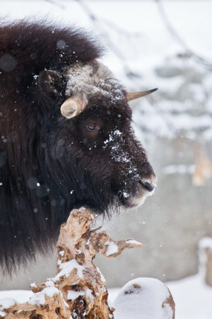 Horned head close-up, sharp horns and power. Ice horned polar relic beast of the ice age hairy musk ox beast on winter snow.の写真素材