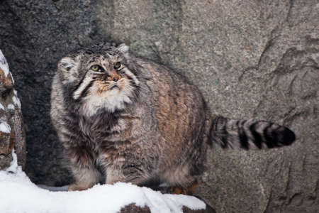 on the background of the cliff. Severe brutal fluffy wild cat manul on white snow.の写真素材