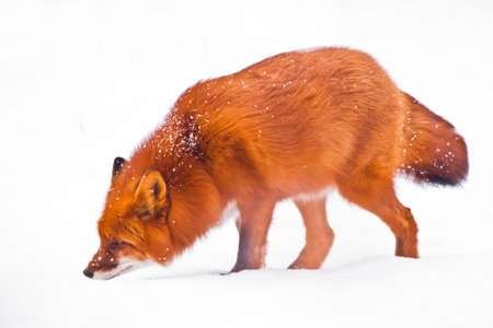 Sniffs the snow and seeks (on the hunt). Beautiful red fluffy fox in the snow during a snowfall...