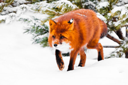 Peppy fox in the forest. Sniffs looking (on the hunt). Beautiful red fluffy fox in the snow during a...