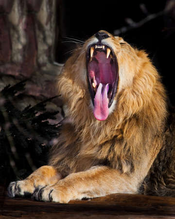 A powerful lion growls wide opening a huge predatory red mouth, a dark background.の写真素材