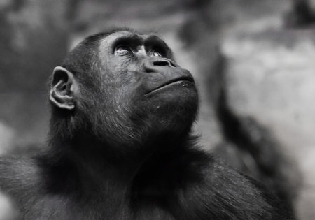 Serious big monkey look. An adult female gorilla with a serious expression smiles sideways,...