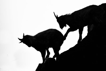 Black white silhouette.the goat gives a kick, the symbol of the pains for power, mbusiness.
