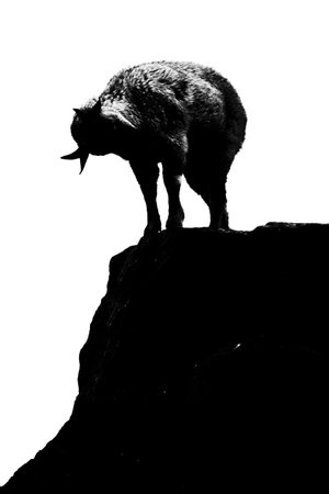 Black white silhouette. The mountain goat (horned goat, markhoor) at the very top of the granite...