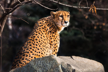 a sunlit cheetah with bright orange hair sits on a stone, dark background.
