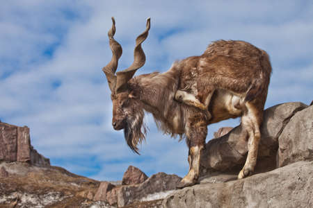 A goat with big horns (mountain goat marchur) stands alone on a rock, mountain landscape and blue sky. Allegory on the scapegoat.の写真素材