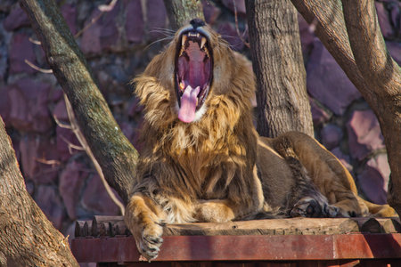 A powerful male lion with a lush mane growls wide opening a huge predatory red mouth. Red big cat.の写真素材