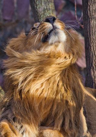 Close-up- Leo shakes mane. Powerful male lion with a lush beautiful hairy mane Red big cat.