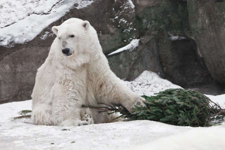 Powerful white polar bear amusing snow and rocks amusingly playing with a Christmas tree (fir tree)の写真素材