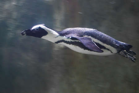 penguin (Humboldt penguin) close-up is swimming in water underwater photo, in blue tones.の写真素材