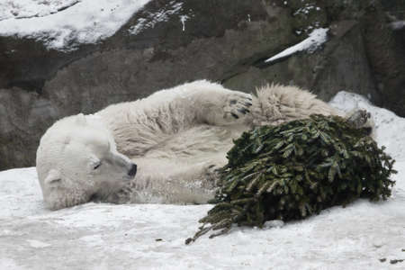 Powerful white polar bear amusing snow and rocks amusingly playing with a Christmas tree (fir tree)の写真素材