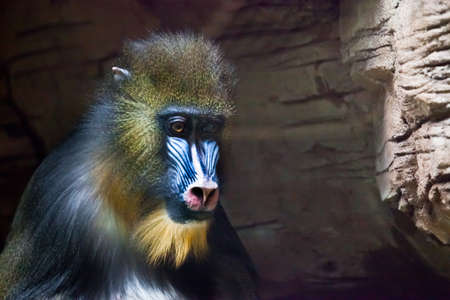 Sadness in the eyes, sad look. The pensive face of a madril monkey Rafiki close-up on a dark background.の写真素材