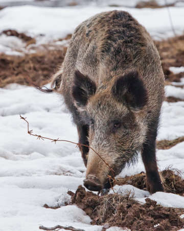 Powerful boar on the background of plowed land and snow, spring horned boar, close-up.の写真素材
