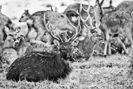 Buck with horns and a herd Gentle females of spotted deer come, early spring black and white photoの写真素材