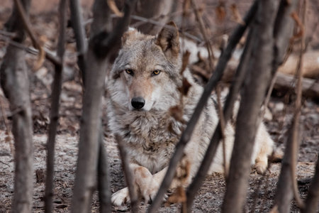 A she-wolf lies among the trees (thickets). Powerful predator gray wolf in the woods in early...