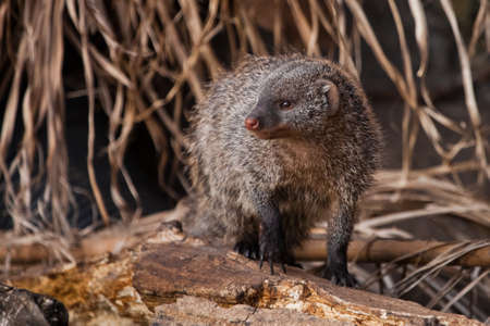 Ferocious mongoose (pharaoh mouse) in its natural habitat. Close-up.の写真素材