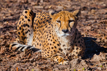 looking straight. A bright red cheetah is resting and looking down on a withered grass in the rays...