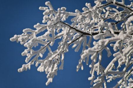 Tree branches covered with a thick layer of frost (snow) against the blue sky, Separate branch...