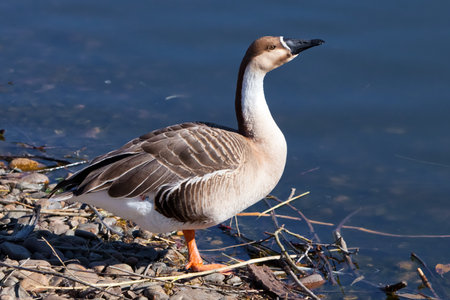 Swan goose stands on the shore stretching out its neck, a beautiful and big wild goose.の写真素材