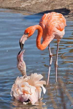 Flamingo mating games, beautiful birds near in the water reflections and kisses (or just peck).の写真素材