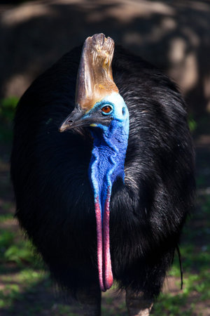 close-up Cazuar bird, a big bird an ostrich from a new guinea and Australia, bright coloring of a...