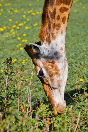 Head of a giraffe close-up on a background of green. a cute animal eats grass from the ground with its head down.の写真素材