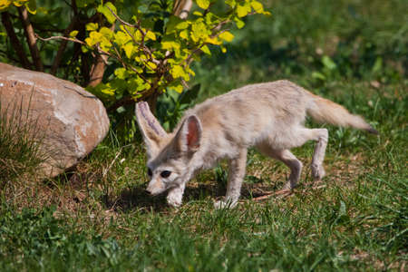 Cute deserted fox Fenech (Exupery novel, little prince) on the green grass. A beautiful animal with black eyes and long ears sneaks.の写真素材