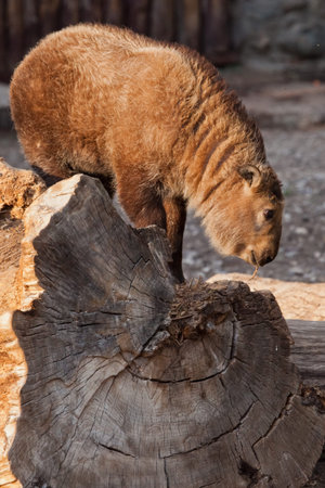 Cute lit by the sun. Tiny rare animal Sichuan Takin (Himalayan bull, Chinese bull)