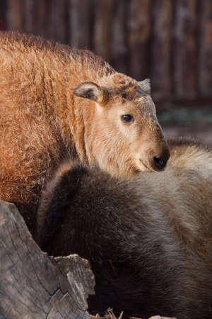 Cute lit by the sun. Tiny rare animal Sichuan Takin (Himalayan bull, Chinese bull)の写真素材