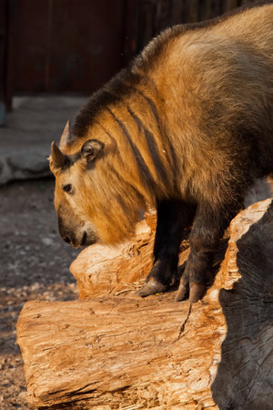 sunlit horned hairy bull. female of rare animal Sichuan takin (Himalayan bull, Chinese bull)の写真素材