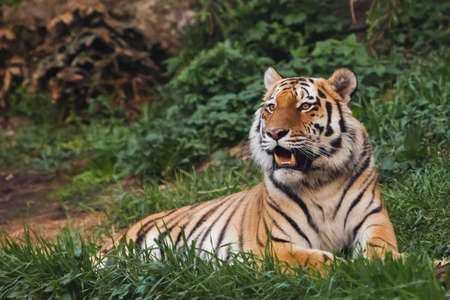 the tiger imposingly lies on emerald grass and rests, Beautiful powerful big tiger cat (Amur tiger) on the background of summer green grass and stones.の写真素材