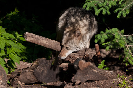 A beautiful and strong female wolf emerges from a dark forest thicket (summer forest, green leaves),...