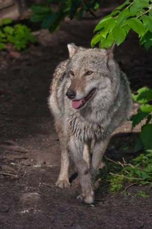 A beautiful and strong female wolf emerges from a dark forest thicket (summer forest, green leaves), and the light of the setting sun illuminates her, a young strong predator.の写真素材