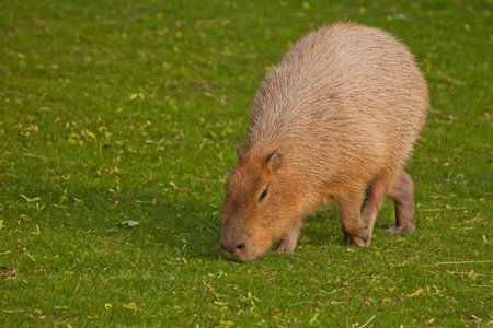 A capybara on an emerald green lawn of green grass, a large Latin American rodent from the Amazon jungle is important for walking.の写真素材