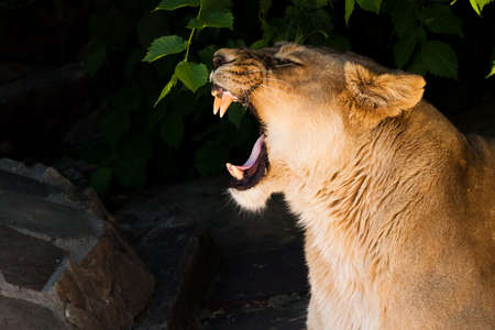 Portrait of a growling toothy lioness in the dark under a bush. Powerful beautiful lioness (female lion) close-up on a dark background.の写真素材