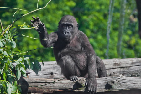 A cute teenaged gorilla sits on a tree and has leaves, a sad pensive and anxious child.の写真素材