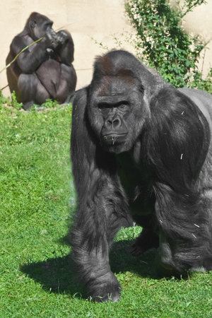 The gorilla family is a powerful male and mother with a baby, on green grass, an anthropoid family.