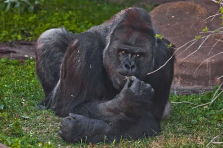 A powerful male gorilla with a thoughtful, stern face lies on the ground in the pose of a thinker, propped up his head with his hand.の写真素材