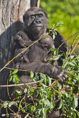 a gorilla mother and a small baby gorilla infant sit on a tree and eat leaves