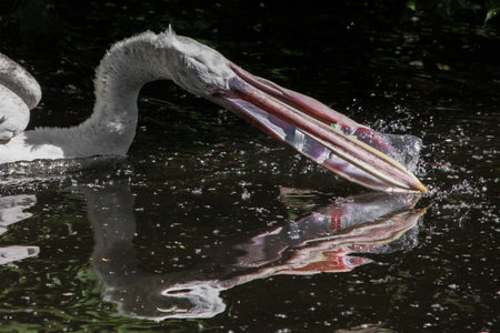 large bird pelican trying to swallow plastic bottle: symbol of nature pollution, plastic in waterの写真素材