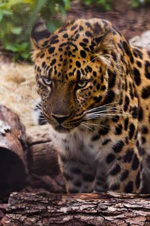 Muzzle of a beautiful Far Eastern leopard close-up against the background of forest litter and logs, the look of a large predatory catの写真素材
