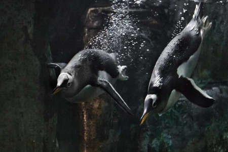 The dexterous and thick sub-Antarctic Penguins (Several, a couple) swim beautifully and purposefully in the dark water, among the bubbles, an underwater photo.の写真素材