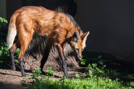 A red strange maned wolf (South American wolf) stands on its amazing long legs.の写真素材