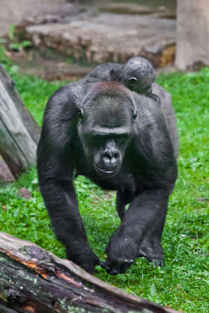 mother gorilla with a cub on her back in green grassの写真素材