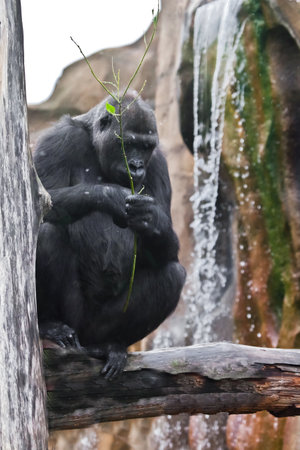 sad gorilla female against the background of the flowing water of a waterfallの写真素材